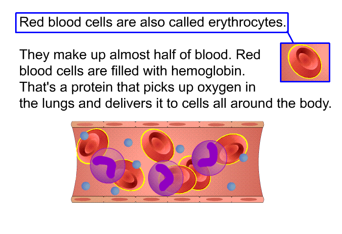 Red blood cells are also called erythrocytes. They make up almost half of blood. Red blood cells are filled with hemoglobin. That's a protein that picks up oxygen in the lungs and delivers it to cells all around the body.