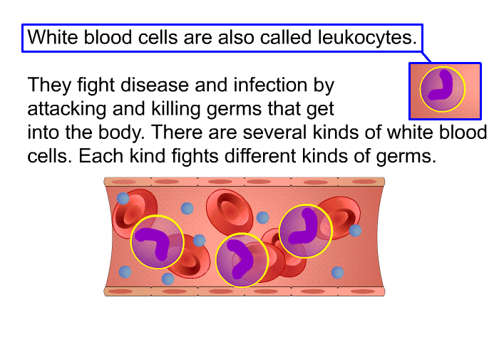 White blood cells are also called leukocytes. They fight disease and infection by attacking and killing germs that get into the body. There are several kinds of white blood cells. Each kind fights different kinds of germs.