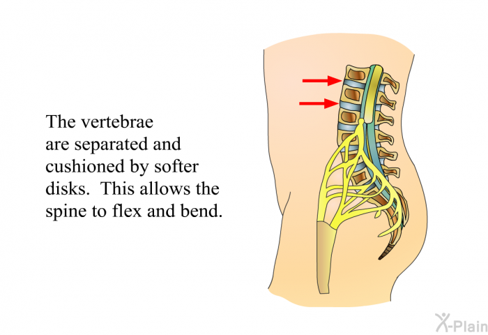 The vertebrae are separated and cushioned by softer disks. This allows the spine to flex and bend.