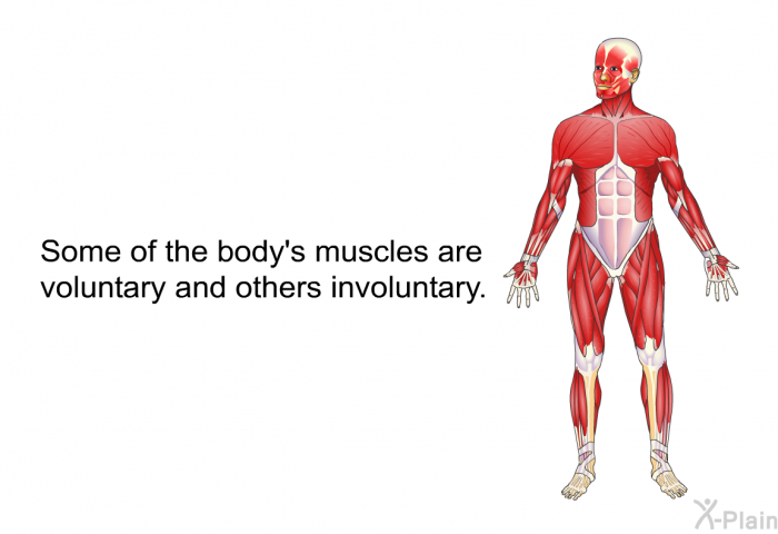 Some of the body's muscles are voluntary and others involuntary.
