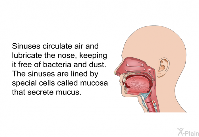 Sinuses circulate air and lubricate the nose, keeping it free of bacteria and dust. The sinuses are lined by special cells called mucosa that secrete mucus.