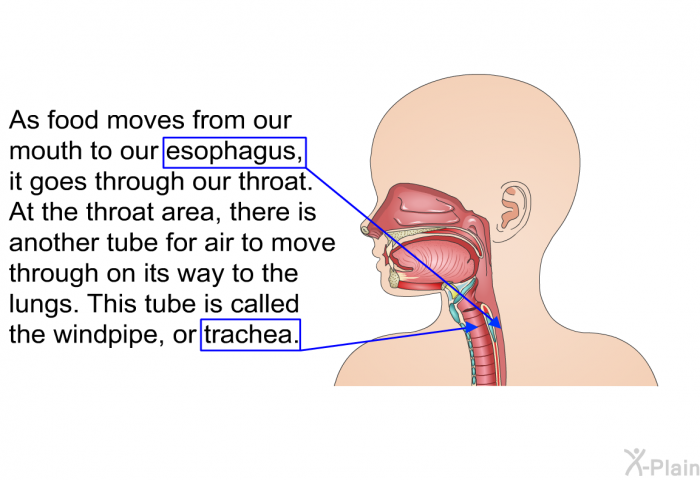 As food moves from our mouth to our esophagus, it goes through our throat. At the throat area, there is another tube for air to move through on its way to the lungs. This tube is called the windpipe, or trachea.