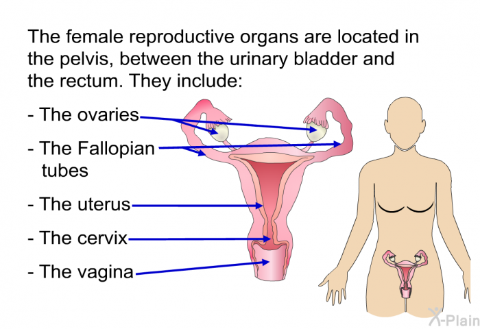The female reproductive organs are located in the pelvis, between the urinary bladder and the rectum. They include:  The ovaries The Fallopian tubes The uterus The cervix The vagina