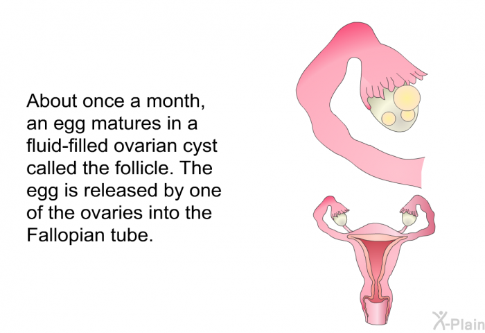 About once a month, an egg matures in a fluid-filled ovarian cyst called the follicle. The egg is released by one of the ovaries into the Fallopian tube.