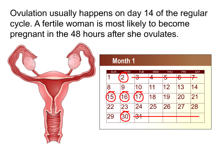 Ovulation usually happens on day 14 of the regular cycle. A fertile woman is most likely to become pregnant in the 48 hours after she ovulates.