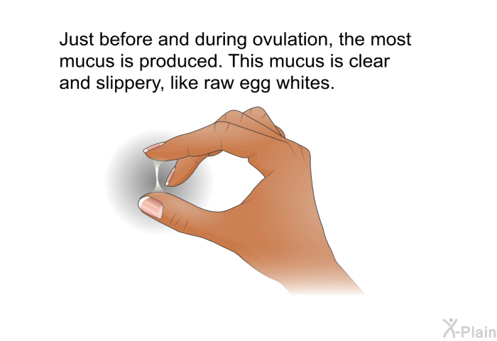Just before and during ovulation, the most mucus is produced. This mucus is clear and slippery, like raw egg whites.