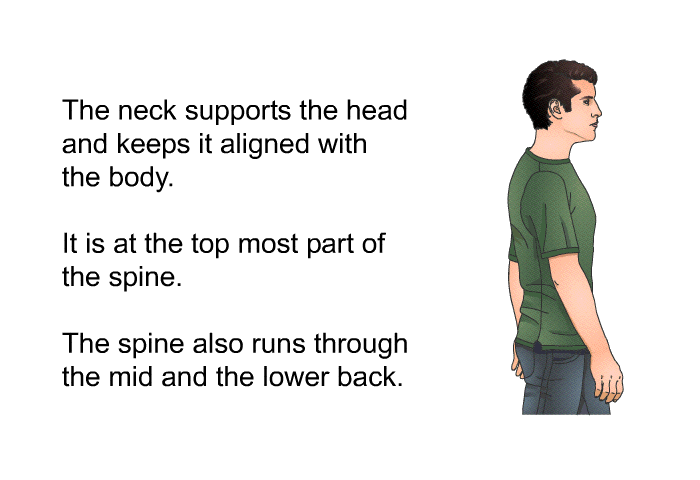 The neck supports the head and keeps it aligned with the body. It is at the top most part of the spine. The spine also runs through the mid and the lower back.