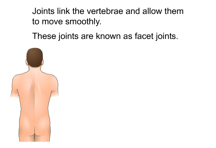 Joints link the vertebrae and allow them to move smoothly. These joints are known as facet joints.