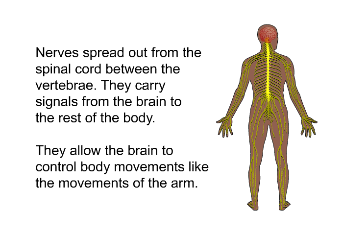 Nerves spread out from the spinal cord between the vertebrae. They carry signals from the brain to the rest of the body. They allow the brain to control body movements like the movements of the arm.
