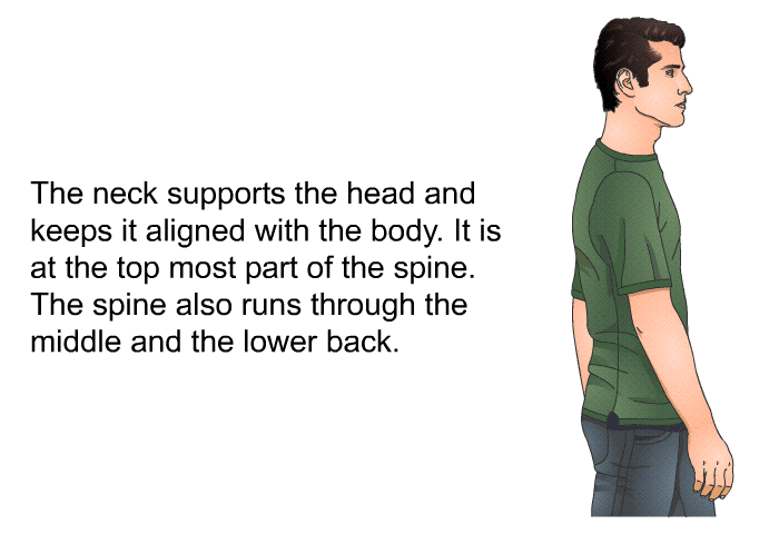 The neck supports the head and keeps it aligned with the body. It is at the top most part of the spine. The spine also runs through the middle and the lower back.