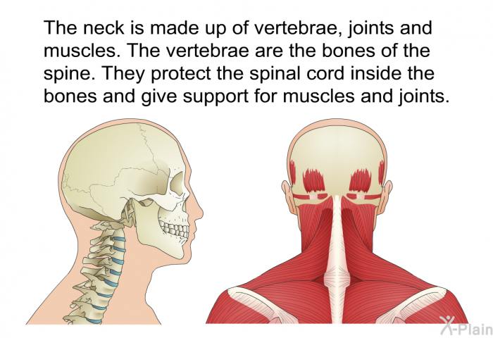 The neck is made up of vertebrae, joints and muscles. The vertebrae are the bones of the spine. They protect the spinal cord inside the bones and give support for muscles and joints.