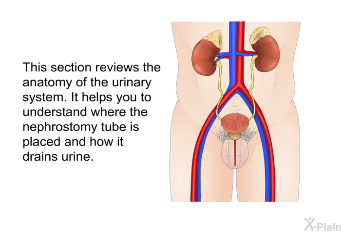 This section reviews the anatomy of the urinary system. It helps you to understand where the nephrostomy tube is placed and how it drains urine.