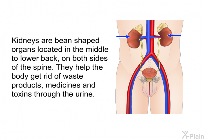 Kidneys are bean shaped organs located in the middle to lower back, on both sides of the spine. They help the body get rid of waste products, medicines and toxins through the urine.