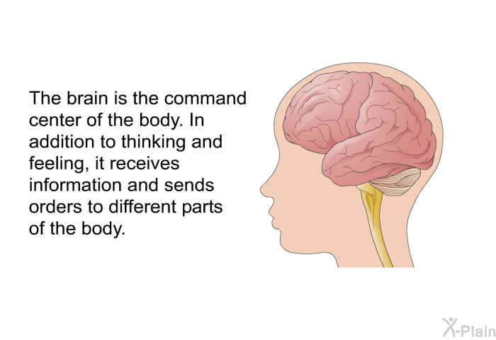 The brain is the command center of the body. In addition to thinking and feeling, it receives information and sends orders to different parts of the body.