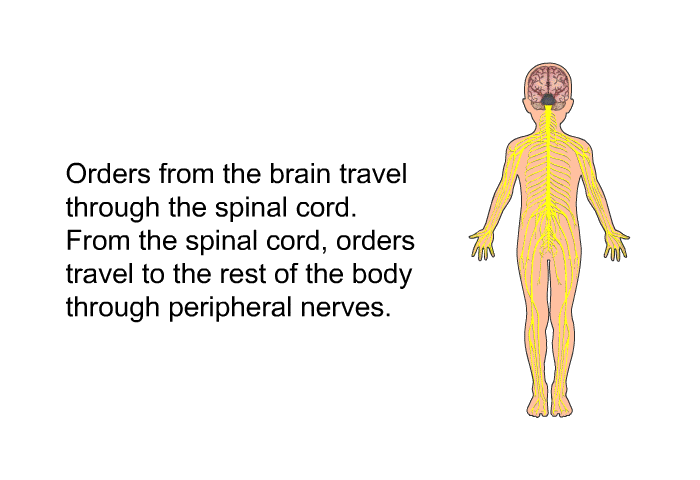 Orders from the brain travel through the spinal cord. From the spinal cord, orders travel to the rest of the body through peripheral nerves.