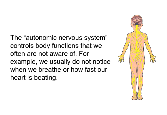The “autonomic nervous system” controls body functions that we often are not aware of. For example, we usually do not notice when we breathe or how fast our heart is beating.