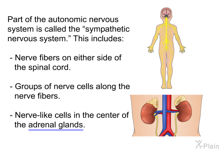 Part of the autonomic nervous system is called the “sympathetic nervous system.” This includes:  Nerve fibers on either side of the spinal cord. Groups of nerve cells along the nerve fibers. Nerve-like cells in the center of the adrenal glands.