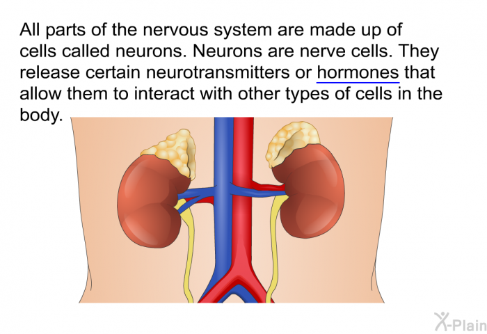 All parts of the nervous system are made up of cells called neurons. Neurons are nerve cells. They release certain neurotransmitters or hormones that allow them to interact with other types of cells in the body.