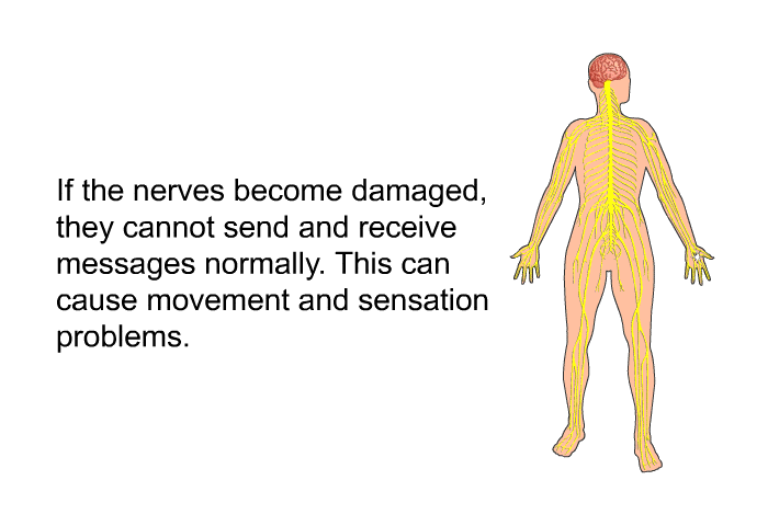 If the nerves become damaged, they cannot send and receive messages normally. This can cause movement and sensation problems.