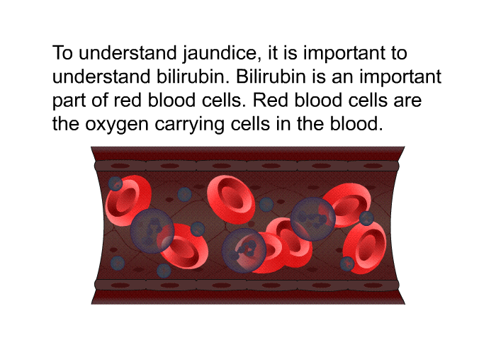 To understand jaundice, it is important to understand bilirubin. Bilirubin is an important part of red blood cells. Red blood cells are the oxygen carrying cells in the blood.