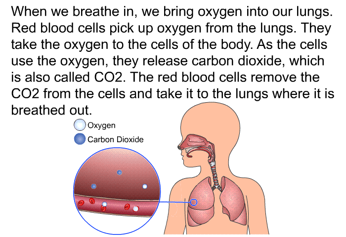 When we breathe in, we bring oxygen into our lungs. Red blood cells pick up oxygen from the lungs. They take the oxygen to the cells of the body. As the cells use the oxygen, they release carbon dioxide, which is also called CO<SUB>2</SUB>. The red blood cells remove the CO<SUB>2</SUB> from the cells and take it to the lungs where it is breathed out.
