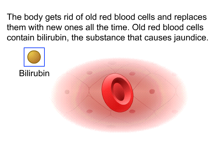 The body gets rid of old red blood cells and replaces them with new ones all the time. Old red blood cells contain bilirubin, the substance that causes jaundice.
