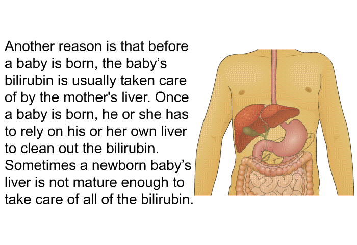 Another reason is that before a baby is born, the baby's bilirubin is usually taken care of by the mother's liver. Once a baby is born, he or she has to rely on his or her own liver to clean out the bilirubin. Sometimes a newborn baby's liver is not mature enough to take care of all of the bilirubin.