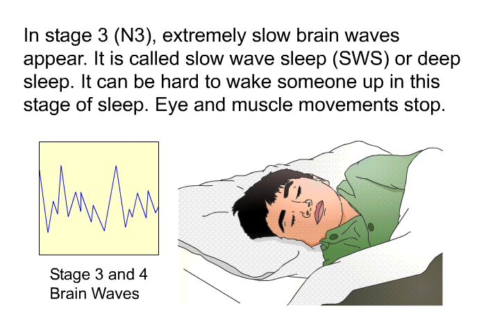 In stage 3 (N3), extremely slow brain waves appear. It is called slow wave sleep (SWS) or deep sleep. It can be hard to wake someone up in this stage of sleep<I>.</I> Eye and muscle movements stop.