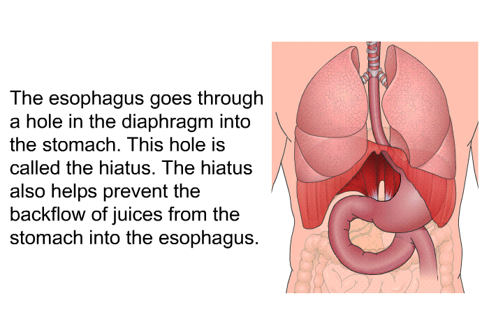 The esophagus goes through a hole in the diaphragm into the stomach. This hole is called the hiatus. The hiatus also helps prevent the backflow of juices from the stomach into the esophagus.