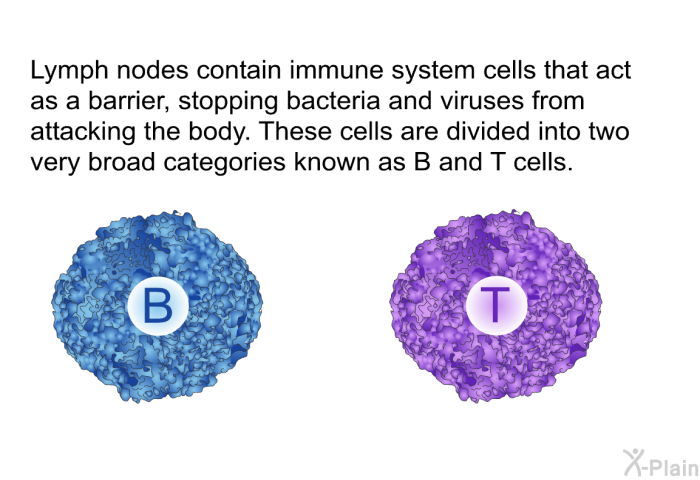 Lymph nodes contain immune system cells that act as a barrier, stopping bacteria and viruses from attacking the body. These cells are divided into two very broad categories known as B and T cells.