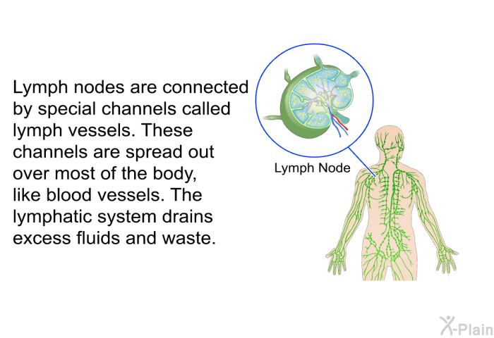 Lymph nodes are connected by special channels called lymph vessels. These channels are spread out over most of the body, like blood vessels. The lymphatic system drains excess fluids and waste.