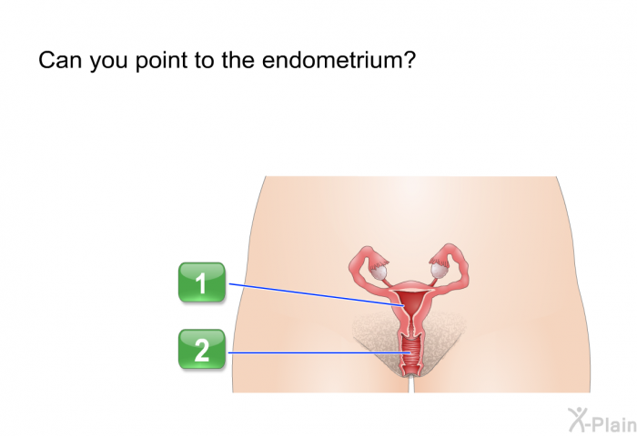 Can you point to the endometrium?