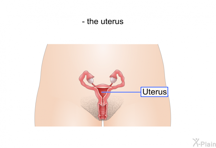 the uterus