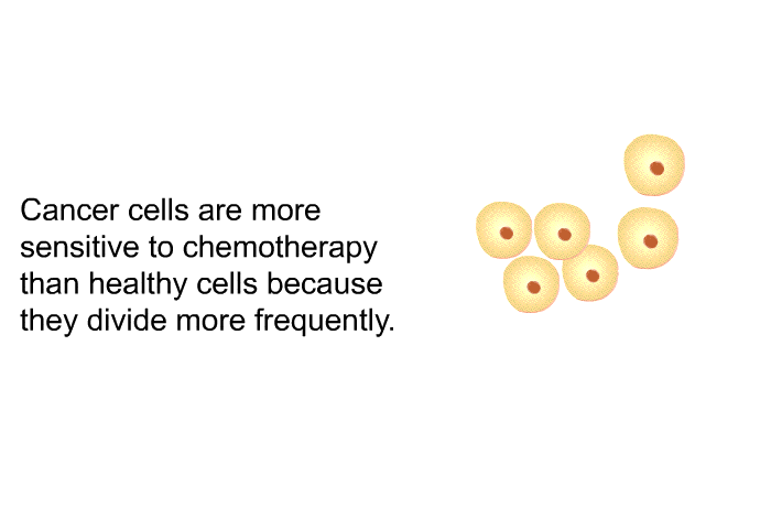 Cancer cells are more sensitive to chemotherapy than healthy cells because they divide more frequently.