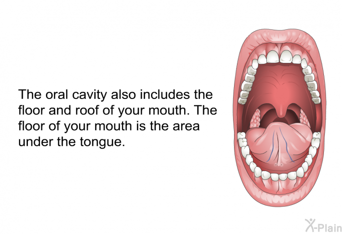 The oral cavity also includes the floor and roof of your mouth. The floor of your mouth is the area under the tongue.