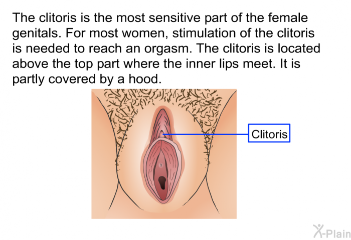 The clitoris is the most sensitive part of the female genitals. For most women, stimulation of the clitoris is needed to reach an orgasm. The clitoris is located above the top part where the inner lips meet. It is partly covered by a hood.