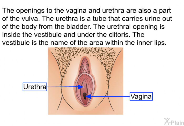 The openings to the vagina and urethra are also a part of the vulva. The urethra is a tube that carries urine out of the body from the bladder. The urethral opening is inside the vestibule and under the clitoris. The vestibule is the name of the area within the inner lips.