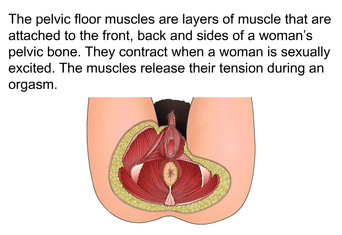 The pelvic floor muscles are layers of muscle that are attached to the front, back and sides of a woman's pelvic bone. They contract when a woman is sexually excited. The muscles release their tension during an orgasm.