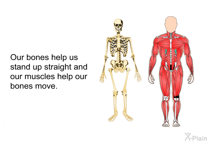 Our bones help us stand up straight and our muscles help our bones move.