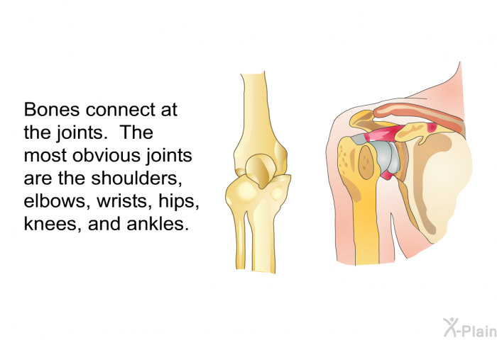 Bones connect at the joints. The most obvious joints are the shoulders, elbows, wrists, hips, knees, and ankles.