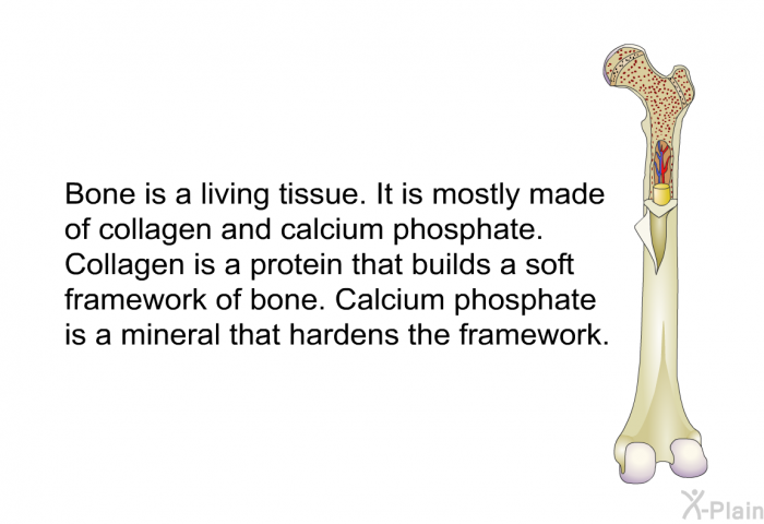 Bone is a living tissue. It is mostly made of collagen and calcium phosphate. Collagen is a protein that builds a soft framework of bone. Calcium phosphate is a mineral that hardens the framework.