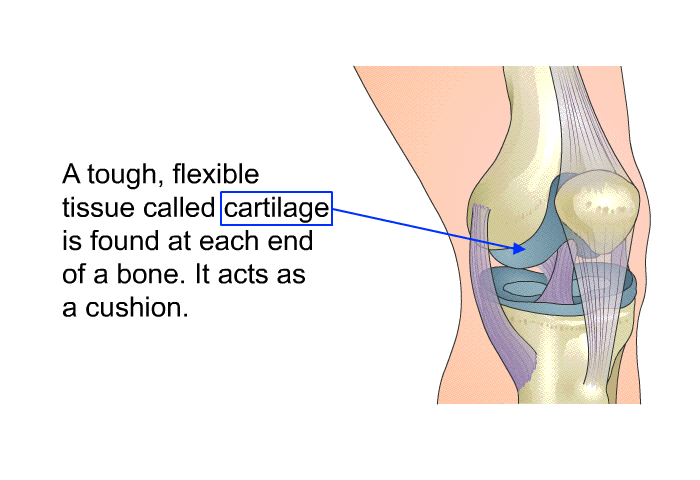 A tough, flexible tissue called cartilage is found at each end of a bone. It acts as a cushion.
