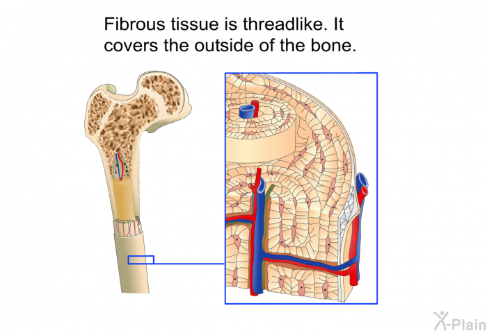 Fibrous tissue is threadlike. It covers the outside of the bone.
