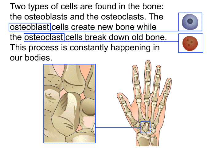 Two types of cells are found in the bone: the osteoblasts and the osteoclasts. The osteoblast cells create new bone while the osteoclast cells break down old bone. This process is constantly happening in our bodies.