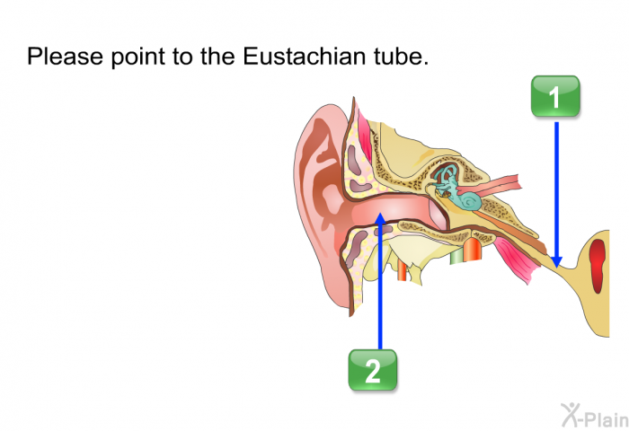 Please point to the Eustachian tube.