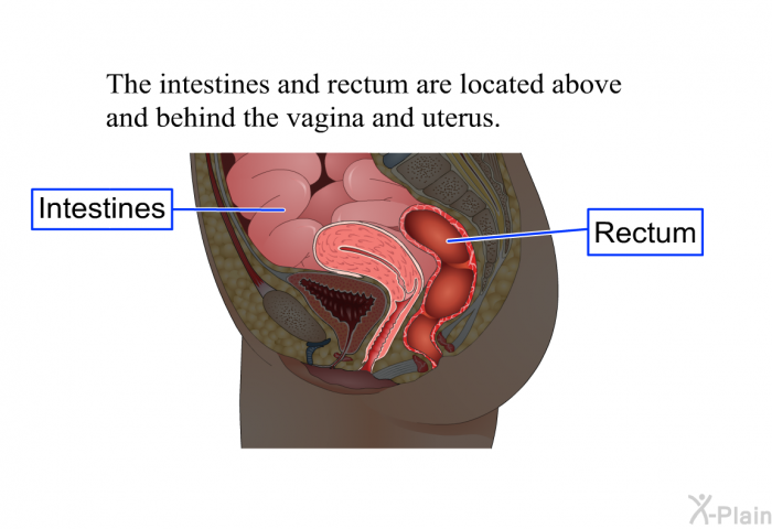 The intestines and rectum are located above and behind the vagina and uterus.