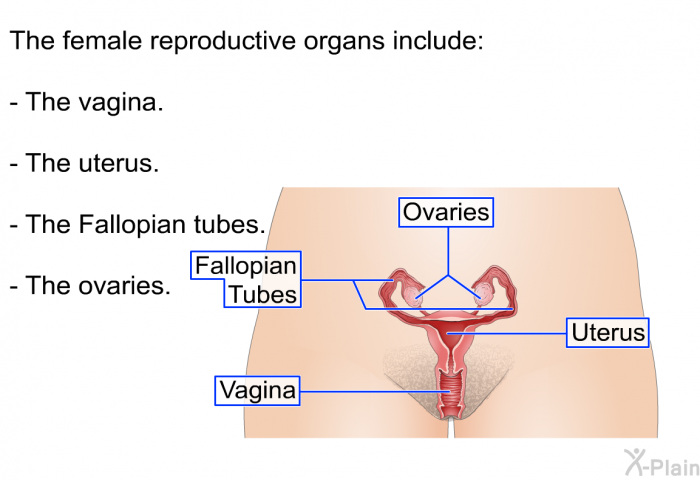 The female reproductive organs include:  The vagina. The uterus. The Fallopian tubes. The ovaries.