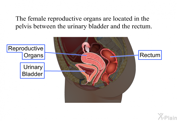 The female reproductive organs are located in the pelvis between the urinary bladder and the rectum.