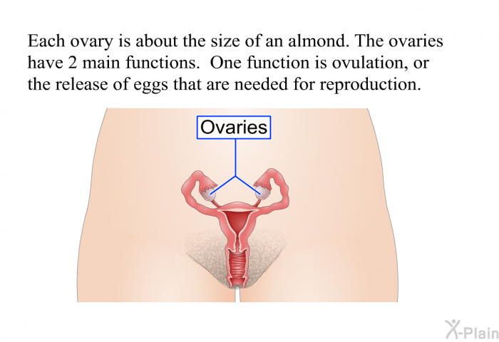 Each ovary is about the size of an almond. The ovaries have 2 main functions. One function is ovulation, or the release of eggs that are needed for reproduction.