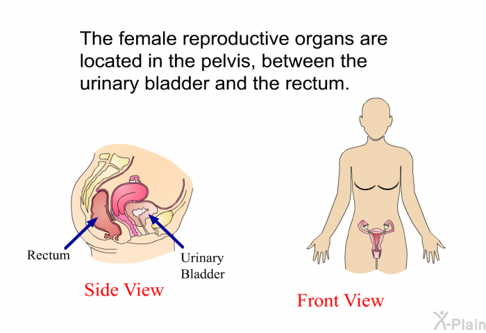 The female reproductive organs are located in the pelvis, between the urinary bladder and the rectum.